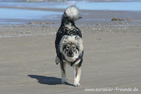 (Foto Goslar)_daenemark_2010_IMG_0849_Loekken_Strand.jpg